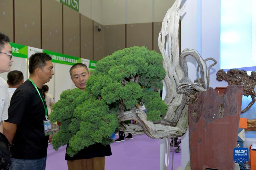 小白屋白菜体验金